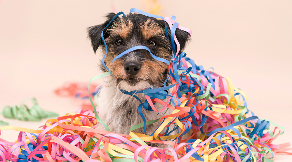 Fantasias, tintas e  glitter : cuidados essenciais para proteger pets no Carnaval