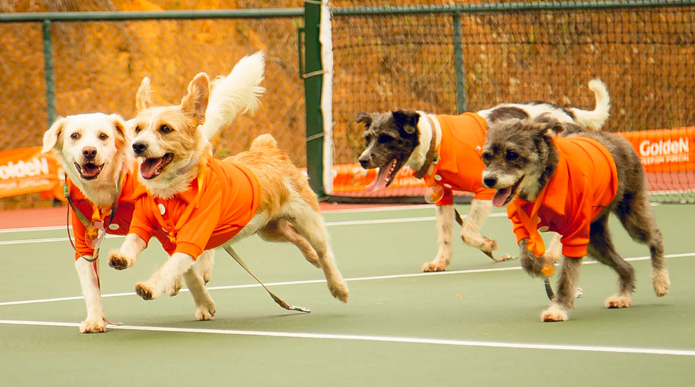 Conheça os CãoDulas: cães entram em quadra no Rio Open para dar visibilidade à adoção de pets no Brasil