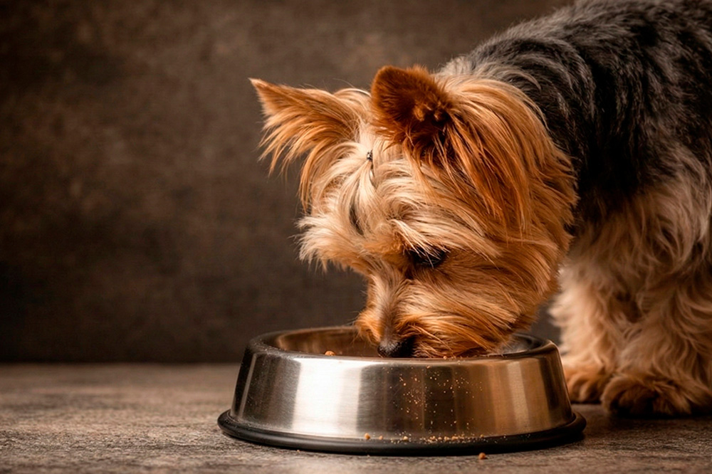NutriÃ§Ã£o adequada: pilares da medicina veterinÃ¡ria preventiva