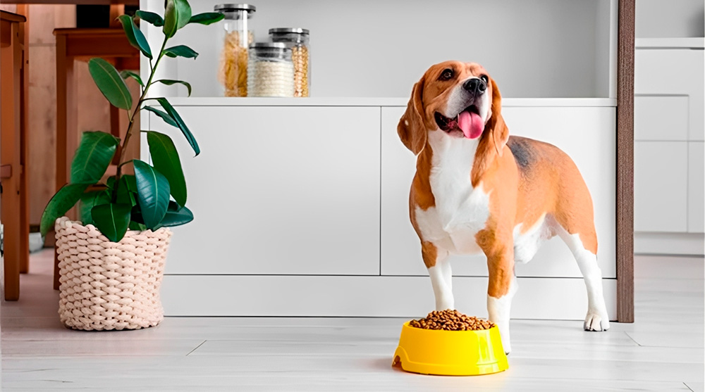 Premium,  premium  especial ou super premium: o que realmente muda na ração do seu pet?