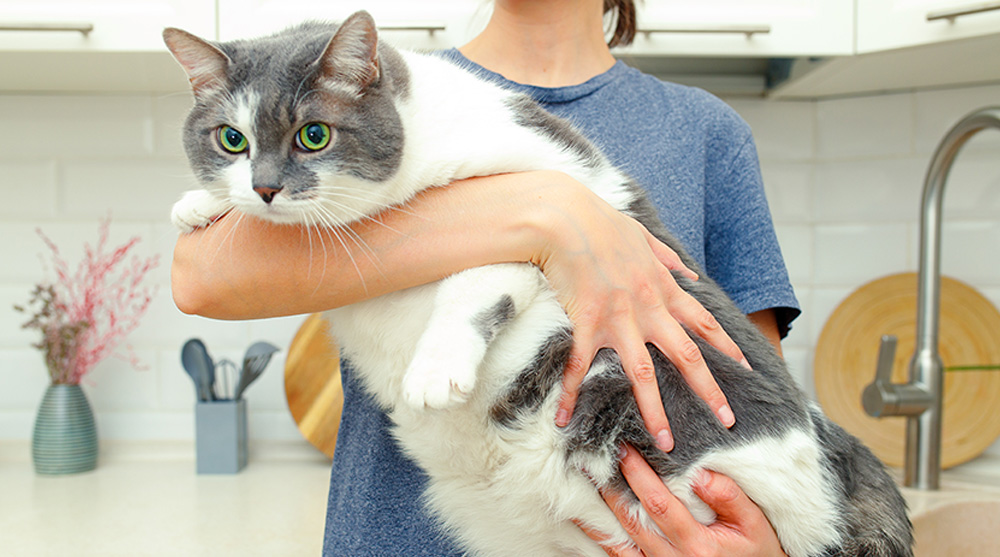 Combate à obesidade em cães e gatos ainda não tem atalhos