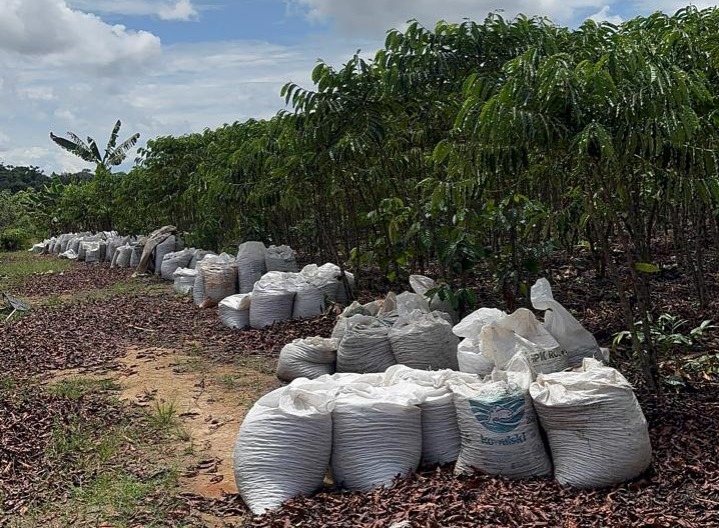 Como a operação agrícola de café da AFB AGRO está transformando a economia de uma região inteira na Amazônia