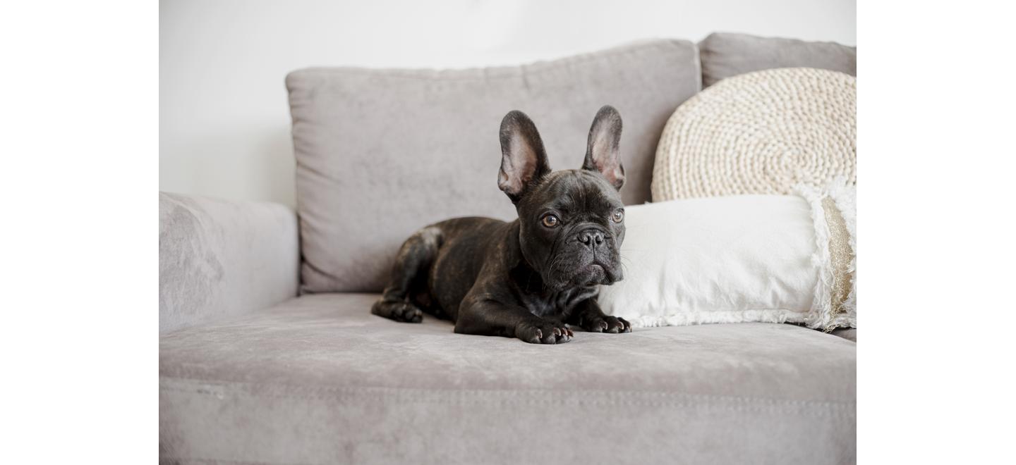 Casa pet friendly começa pela higienização correta dos estofados