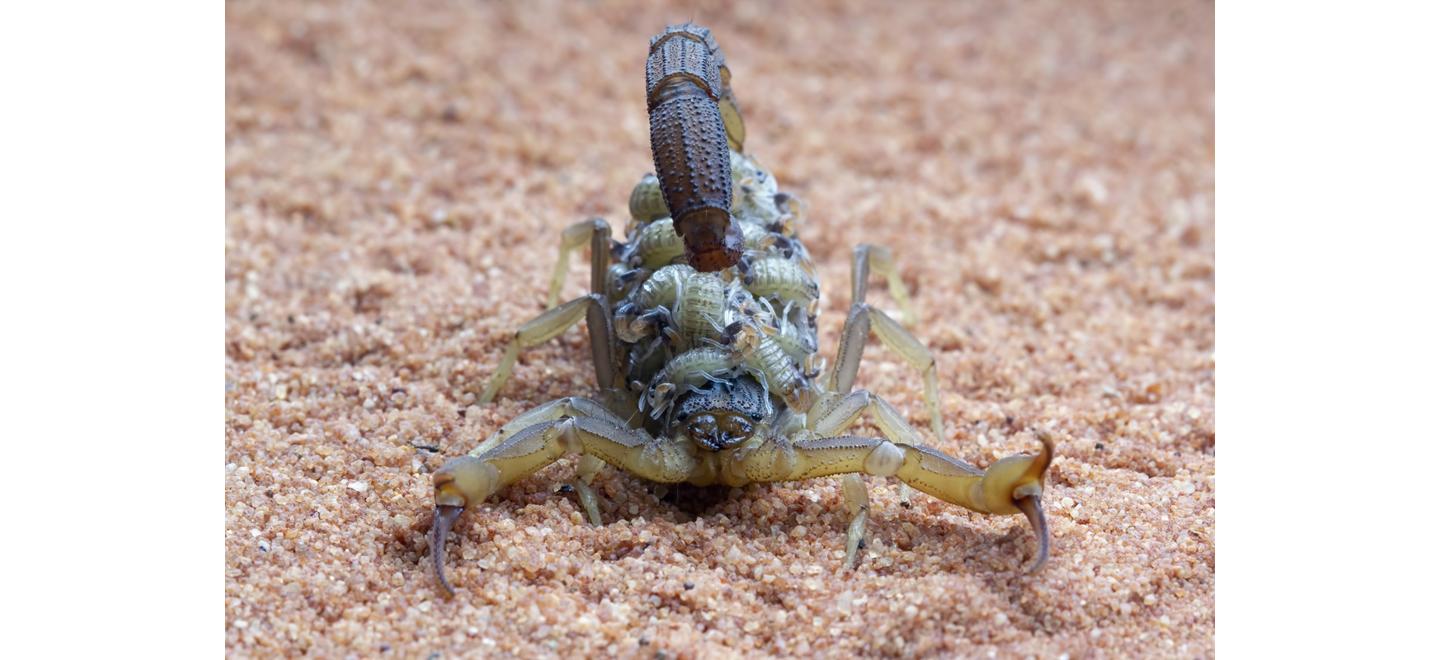 Casos de escorpiões acendem alerta: como a limpeza da casa ajuda a reduzir riscos