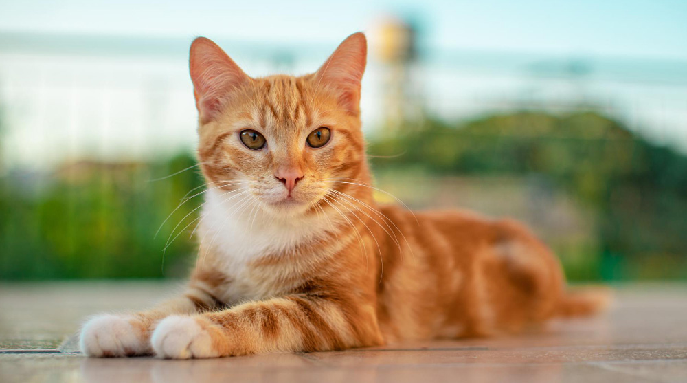 Bolas de pelo em gatos: o que é normal e quando se preocupar