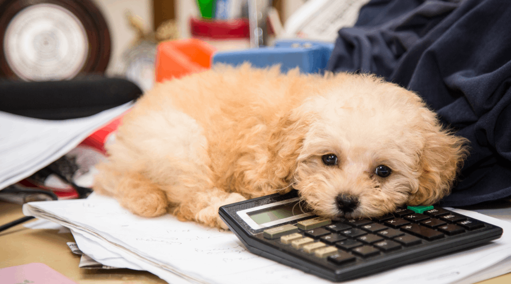 Vai ter um pet? Conheça os custos e o planejamento necessário