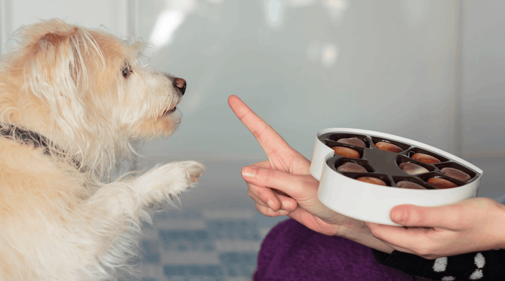 Seu pet pode comer comida “de gente”? Especialista explica mitos e riscos na alimentação