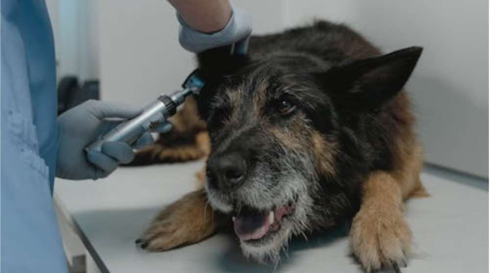 Mais de 10 pets considerados sem solução voltaram a ter qualidade de vida após tratamentos especializados em nefrologia