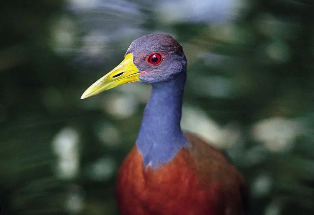 Observação de aves ganha força em Paulo Afonso com lançamento de guia e oficinas gratuitas