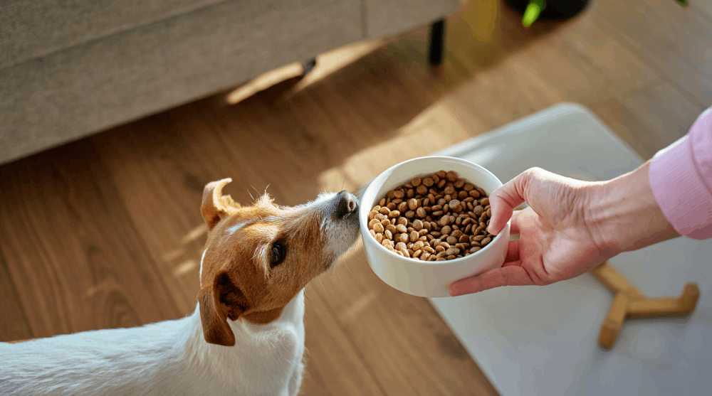 Como a alimentação certa (e na hora certa) melhora a saúde emocional do seu pet