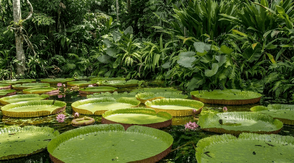 Amazônia concentra quase metade dos processos de minerais estratégicos do país, aponta estudo da ANM