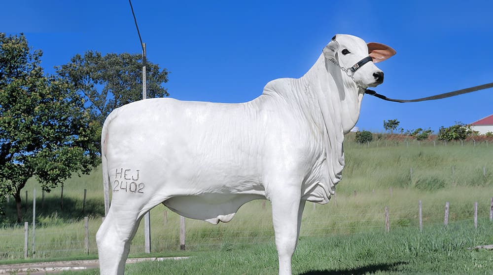 Vaca milionária da dupla Henrique e Juliano disputa Ranking Nelore Ouro na EXPO Rio Preto