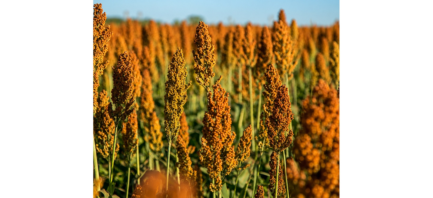 Sorgo: o grão que muita gente não conhece, mas está cada vez mais presente no agro brasileiro