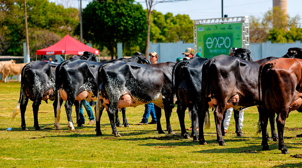 EXPO Rio Preto inicia Etapa Leite após primeira fase com recorde de público
