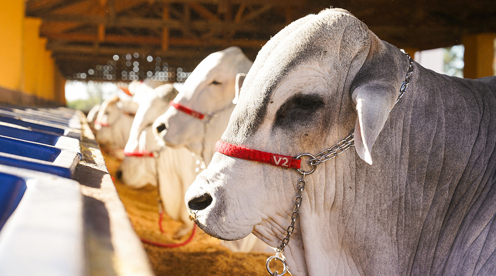 InterTech Agro promove quatro dias de palestras gratuitas na EXPO Rio Preto