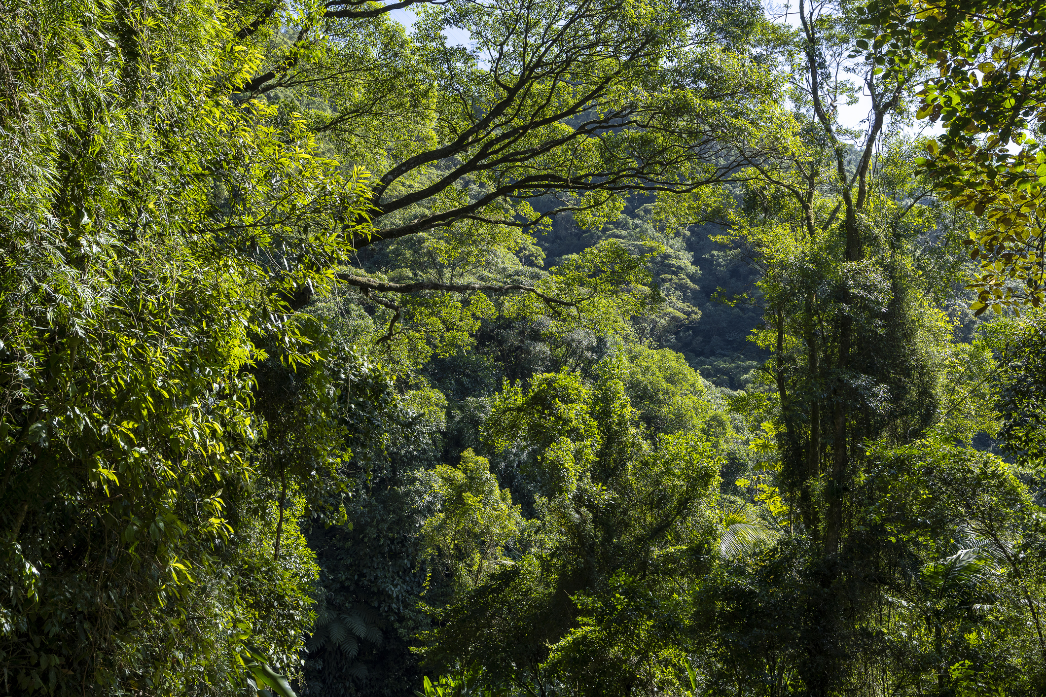 Vale aporta recursos no Reforest Fund para recuperar áreas degradadas da Mata Atlântica