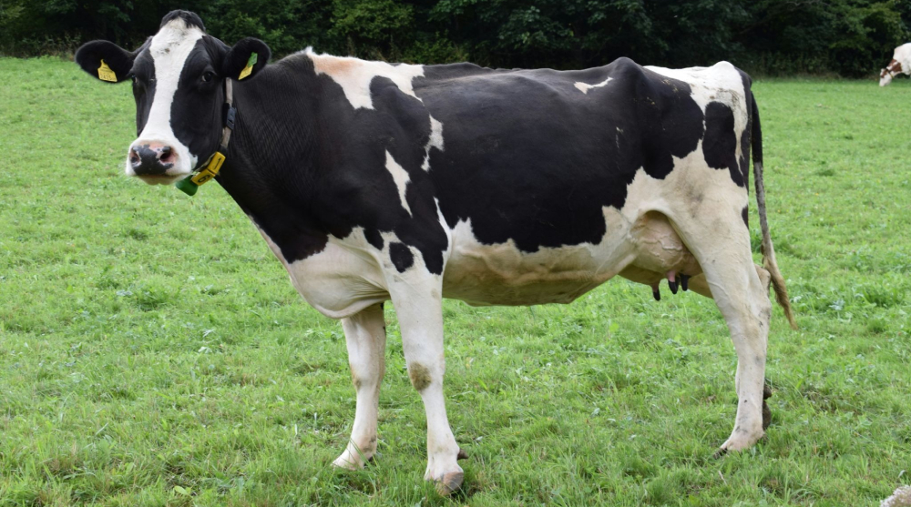 IA leva reconhecimento de imagens e automação de sistemas para dentro das operações do agronegócio