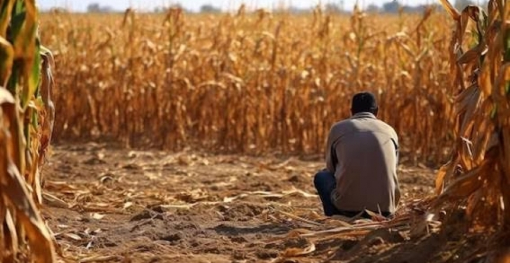 Alta das recuperações judiciais no agro amplia atenção de bancos e credores às garantias