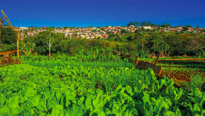Hortas urbanas disponibilizam alimentos saudáveis a consumidores de baixa renda