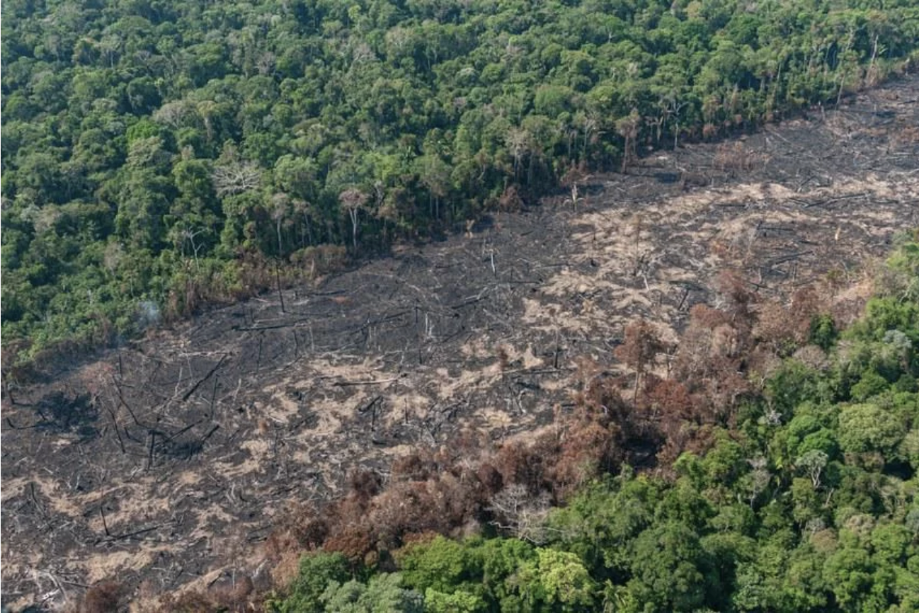 Saiba como funcionam as medições de desmatamento na Amazônia