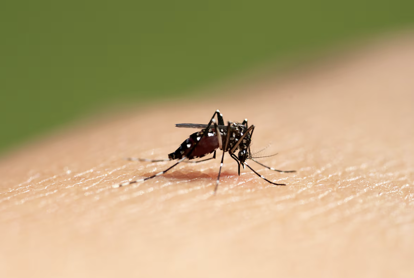Na suspeita de dengue, agilidade no tratamento é vital