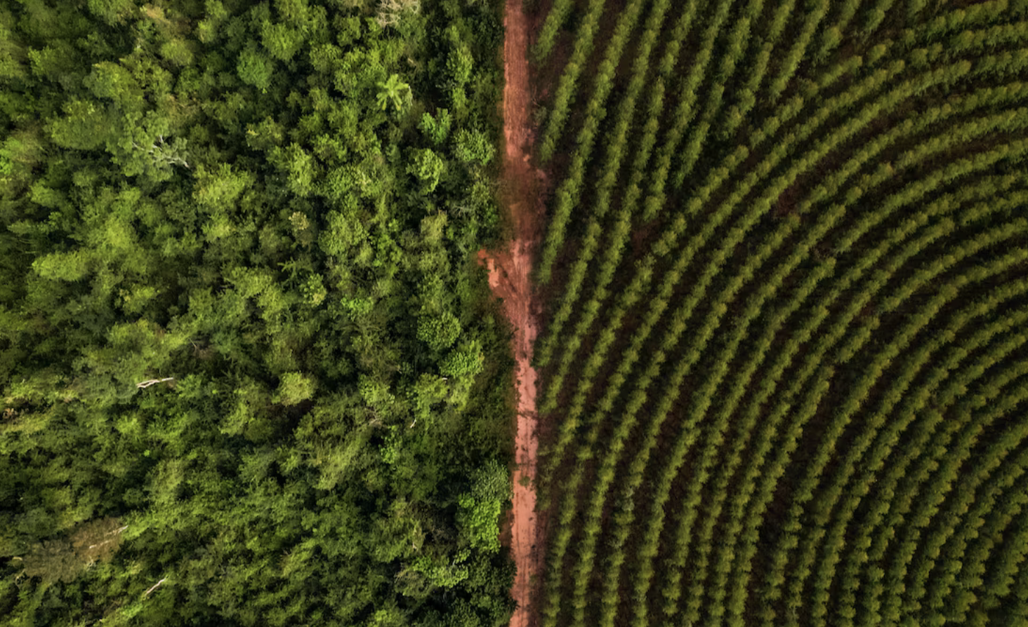 Bracell tem metas arrojadas de conservação ambiental